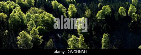 Mixed mountain forest in spring near Hinterriss, Tyrol, Austria Foto Stock