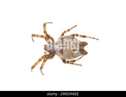 Tenda tropicale marrone - ragno isolato su sfondo bianco, Cyrtophora citricola Foto Stock