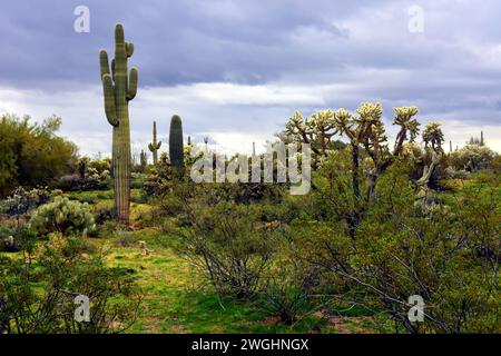 Immagine a infrarossi in bianco e nero deserto Sonora nell'Arizona centrale negli Stati Uniti Foto Stock