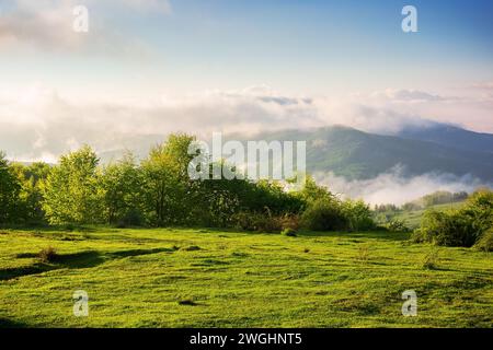 prati verdi alpini della campagna dei carpazi in primavera. paesaggio montuoso dell'ucraina con colline ondulate e profonda valle in una mattinata nebbiosa. caldo Foto Stock