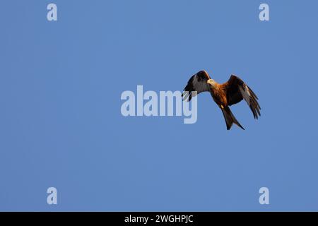 Bellissimo aquilone rosso (Milvus milvus) in volo contro un cielo limpido e blu. Yorkshire, Regno Unito in inverno Foto Stock