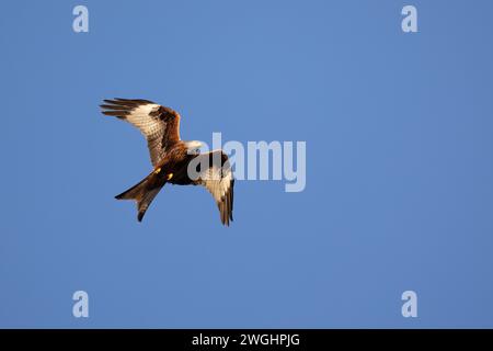 Bellissimo aquilone rosso (Milvus milvus) in volo contro un cielo limpido e blu. Yorkshire, Regno Unito in inverno Foto Stock