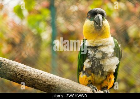 Un vibrante pappagallo è appollaiato con cura su un ramo, le sue piume colorate creano un netto contrasto con lo sfondo silenzioso Foto Stock