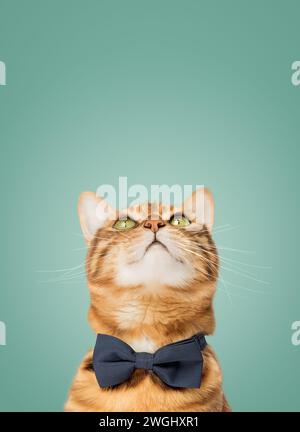 Simpatico gatto del Bengala con un papillon su sfondo verde. Copia spazio. Foto Stock