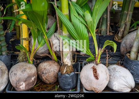 Le piantine delle palme da cocco disposte in modo ordinato dopo essere state rimosse dall’appezzamento. Piccolo albero di cocco Foto Stock