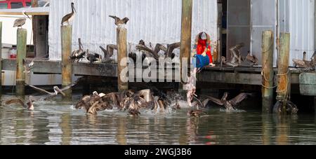 I pellicani bruni (Pelecanus occidentalis) si avvicinano ai lavoratori scartando scarti dal mercato del pesce di Katy, Galveston, Texas, USA Foto Stock