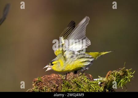 Uccello Siskin Carduelis spinus maschio, piccolo uccello giallo, primavera in Polonia Europa Foto Stock