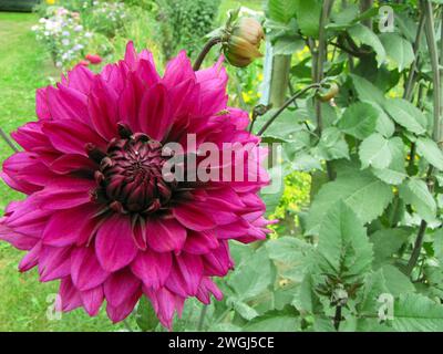Grande fiore rosso in erba vicino ad altri fiori sul lato opposto Foto Stock