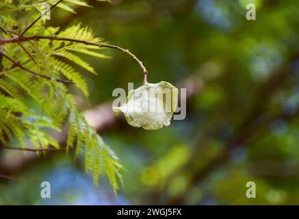 Branco di semi di albero di Jacaranda su un ramo, Zimbabwe. Credito: Vuk Valcic/Alamy Foto Stock