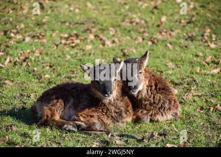 Un paio di giovani agnelli in un santuario per animali. Credito: Vuk Valcic/Alamy Foto Stock