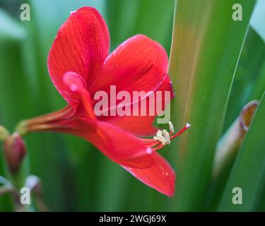 Amaryllis è l'unico genere della sottotribù Amaryllidinae. È un piccolo genere di bulbi fioriti, con due specie, giardino esotico di fiori, Mahe, Seych Foto Stock