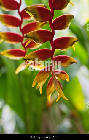 Primo piano di falsi uccelli del paradiso, famiglia di heliconia, inisde il giardino esotico fiorito, Mahe, Seychelles Foto Stock