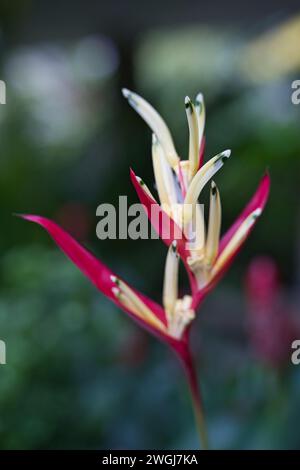 Primo piano di heliconia psittacorum, Heliconia psittacorum, all'interno del giardino esotico fiorito, Mahe, Seychelles Foto Stock