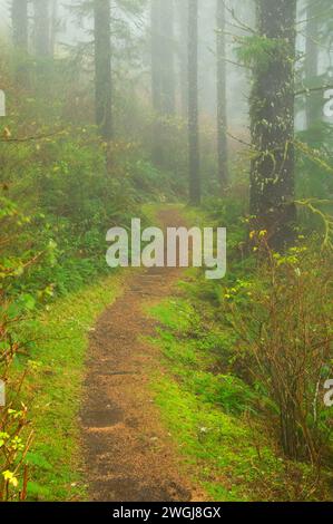 Percorso nord attraverso la foresta nebbiosa, Cape Lookout State Park, Oregon Foto Stock