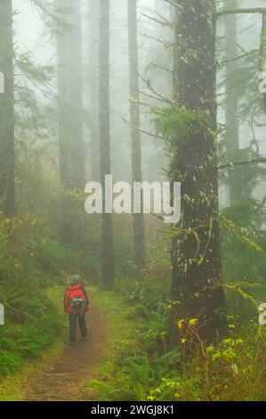 Percorso nord attraverso la foresta nebbiosa, Cape Lookout State Park, Oregon Foto Stock