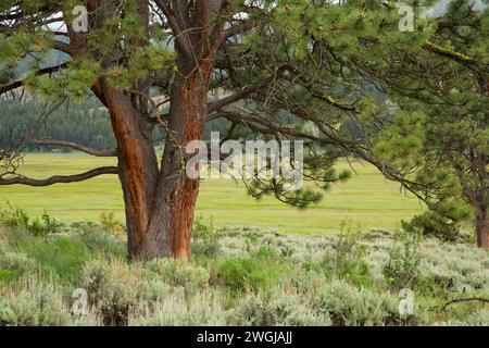 Ponderosa pine (Pinus ponderosa) da Camas Prairie, Fremont National Forest, Oregon Foto Stock