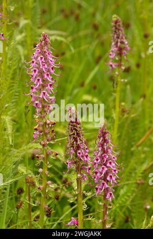 Elephanthead bloom vicino prato Rogger, Fremont National Forest, Oregon Foto Stock