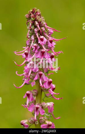 Elephanthead bloom vicino prato Rogger, Fremont National Forest, Oregon Foto Stock