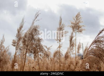 Campo con pampas in erba o canne in condizioni meteorologiche nuvolose. Sfondo naturale in colori pastello. Foto Stock