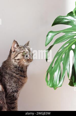 Il gatto domestico guarda una foglia verde di monstera alla luce del giorno su uno sfondo bianco della parete. Foto Stock