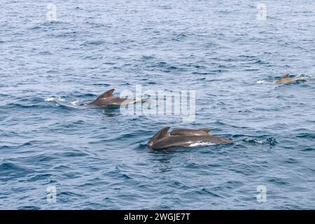 Nelle acque incontaminate vicino ad Andenes, in Norvegia, un gruppo di balene pilota (Globicephala melas) con un giovane vitello in mezzo a loro cresta dolcemente il surf del mare Foto Stock