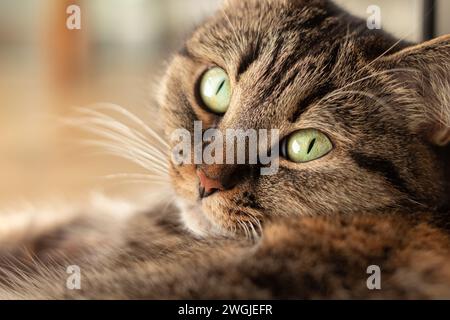Primo piano di un gatto domestico con bellissimi occhi verdi sdraiati sul pavimento e che guardano nella telecamera. Messa a fuoco selettiva. Foto Stock