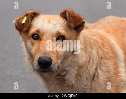 Triste cane senzatetto. Primo piano di un cane da strada con un cartellino all'orecchio Foto Stock