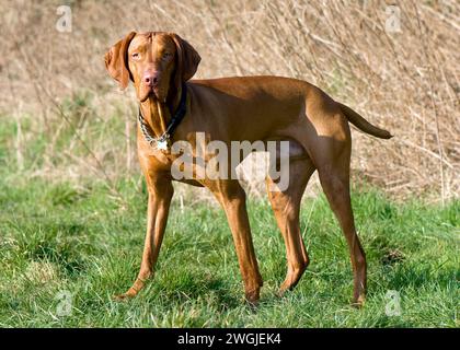 Vizsla ungherese di 2 anni in piedi sul campo Foto Stock