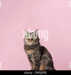 Bellissimo gatto da tabby con occhi verdi su sfondo rosa. Il gatto guarda direttamente la telecamera. Minimalismo. Foto Stock