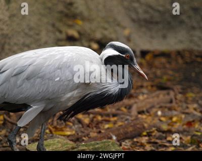 Foto ravvicinata di una gru demoiselle (Grus virus). Foto Stock