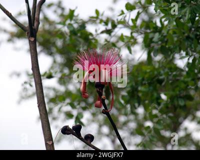 Lo strano fiore di un albero Dr Seuss o di un albero di pennello da barba (Pseudobombax ellipticum) Foto Stock