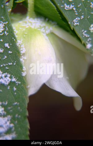 Il fiore di Natale (Helleboro) è raffigurato in primo piano. Questo fiore insolito fiorisce in inverno Foto Stock