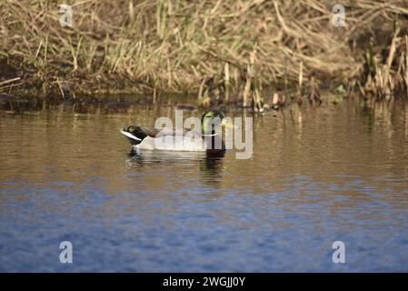 Drake Mallard (Anas platyrhynchos) nuoto da sinistra a destra, Centro dell'immagine, in un Sunny Winter's Day su un fondo di River Bank, scattato nel Regno Unito Foto Stock