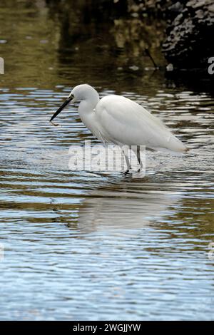 Un piccolo egret che mangia un piccolo pesce o gamberi Foto Stock