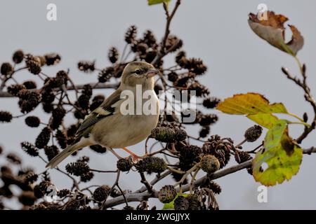 Un comune Chaffinch femminile Foto Stock