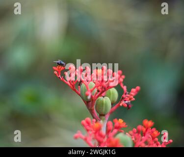 Closeup of Single Fly on Jatropha podagrica è una pianta succulenta della famiglia delle Euphorbiaceae. È originaria dell'America tropicale Foto Stock