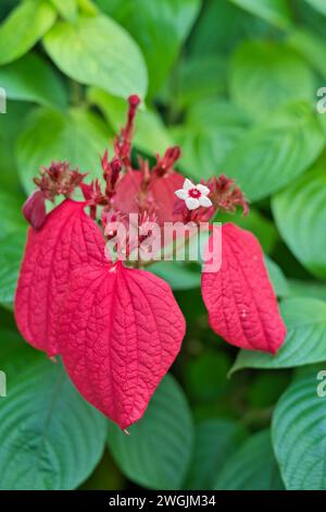 La Mussaenda erythrophylla, comunemente nota come sangue Ashanti, macchia bandiera rossa e legno tropicale, è un arbusto sempreverde dell'Africa occidentale, all'interno del fiore ex Foto Stock