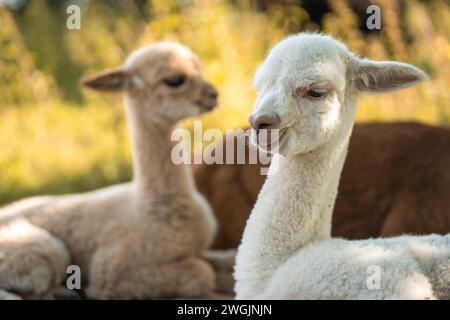 Simpatici alpaca per bambini che giacciono insieme sull'erba verde, simpatici giovani animali con il viso amichevole Foto Stock