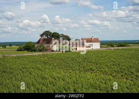 Borgogna, Francia - 12 giugno 2021: Cantina tradizionale del castello di Bourgogne con vigneti nella famosa regione vinicola che produce i migliori vini del mondo, Bo Foto Stock