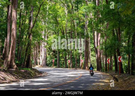 Una persona in moto su una strada tortuosa nella foresta artificiale di Bilar, l'isola di Bohol, Filippine. Foto Stock