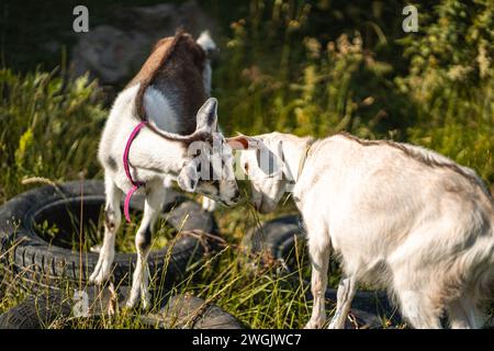 Due capre che abboccano, giovani animali bianchi che giocano insieme nell'erba verde del cortile della fattoria Foto Stock