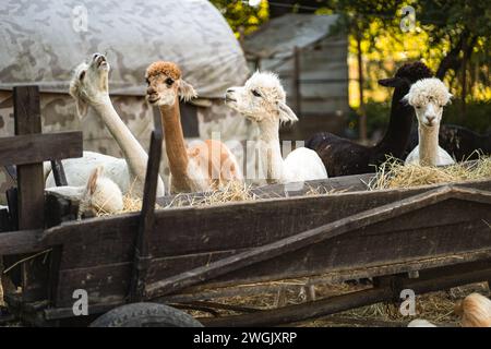 Alpaca carini e felici che mangiano fieno ed erba dal carro di legno dell'allevamento Foto Stock