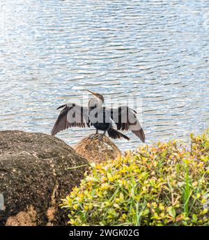 Miami, Florida - Morikami Japanese Park, giardino e museo uno dei migliori in USA; paesaggio con uccello gru Foto Stock