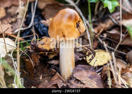 Tawny Grisette, immaturo, Sherford Bridge, Dorset, Regno Unito Foto Stock