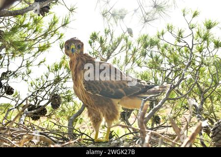 Buzzardo a gambe lunghe (Buteo rufinus). Foto Stock