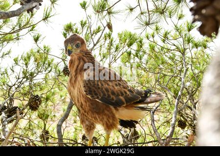 Buzzardo a gambe lunghe (Buteo rufinus). Foto Stock