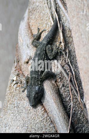 Geco di Tenerife, geco di Delalande, Kanarengecko, Tarentola delalandii, tenerifei gekkó, Tenerife, Isole Canarie, Spagna Foto Stock