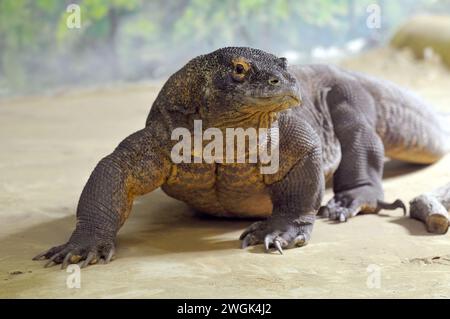 Drago di Komodo, Komodo monitor, Komodowaran, Dragon de Komodo, Varanus komodoensis, komodói varánusz Foto Stock