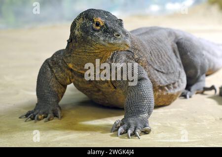 Drago di Komodo, Komodo monitor, Komodowaran, Dragon de Komodo, Varanus komodoensis, komodói varánusz Foto Stock