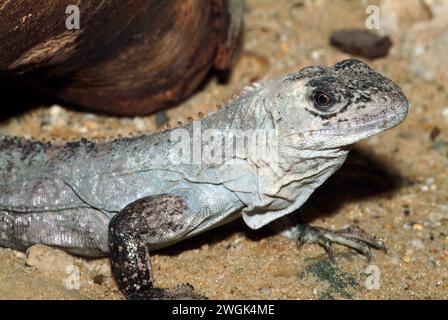 Utila iguana dalla coda spinosa, Utila-Leguan, Iguane à Queue épineuse de l'île d'Útila, Ctenosaura bakeri, Utila tüskésfarkú leguán Foto Stock